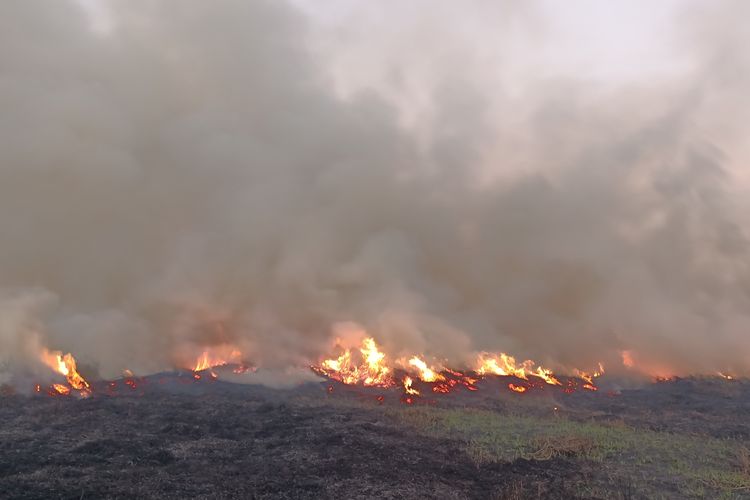 Hamparan Lahan Kosong di Kerinci Jambi Terbakar, Warga: Sudah 2 Hari