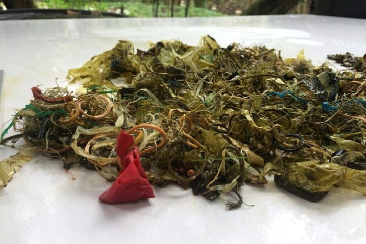 Karet dan sampah plastik yang ditemukan dalam usus penyu hijau