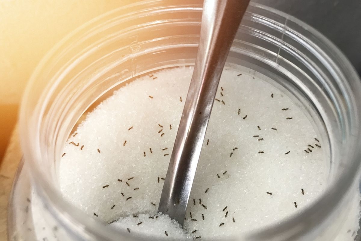 Ilustrasi semut dalam toples gula. Cara mengusir semut.