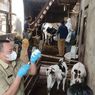 Sasar Zona Hijau PMK, 1.100 Sapi Perah di Lembang Disuntik Vaksin