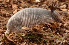 Manusia Tiba di Argentina 20.000 Tahun Lalu dan Bertahan Hidup dengan Makan Armadilo Raksasa