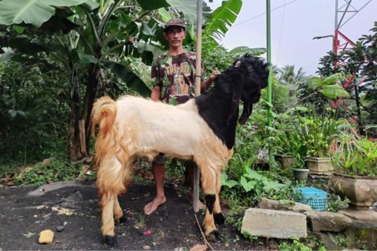 Kambing berjenis jantan menjadi hewan primadona untuk dijual oleh Trimandiri Farm saat menjelang Idul Adha.
