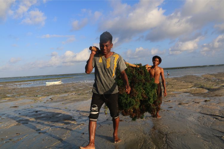 Budidaya rumput laut