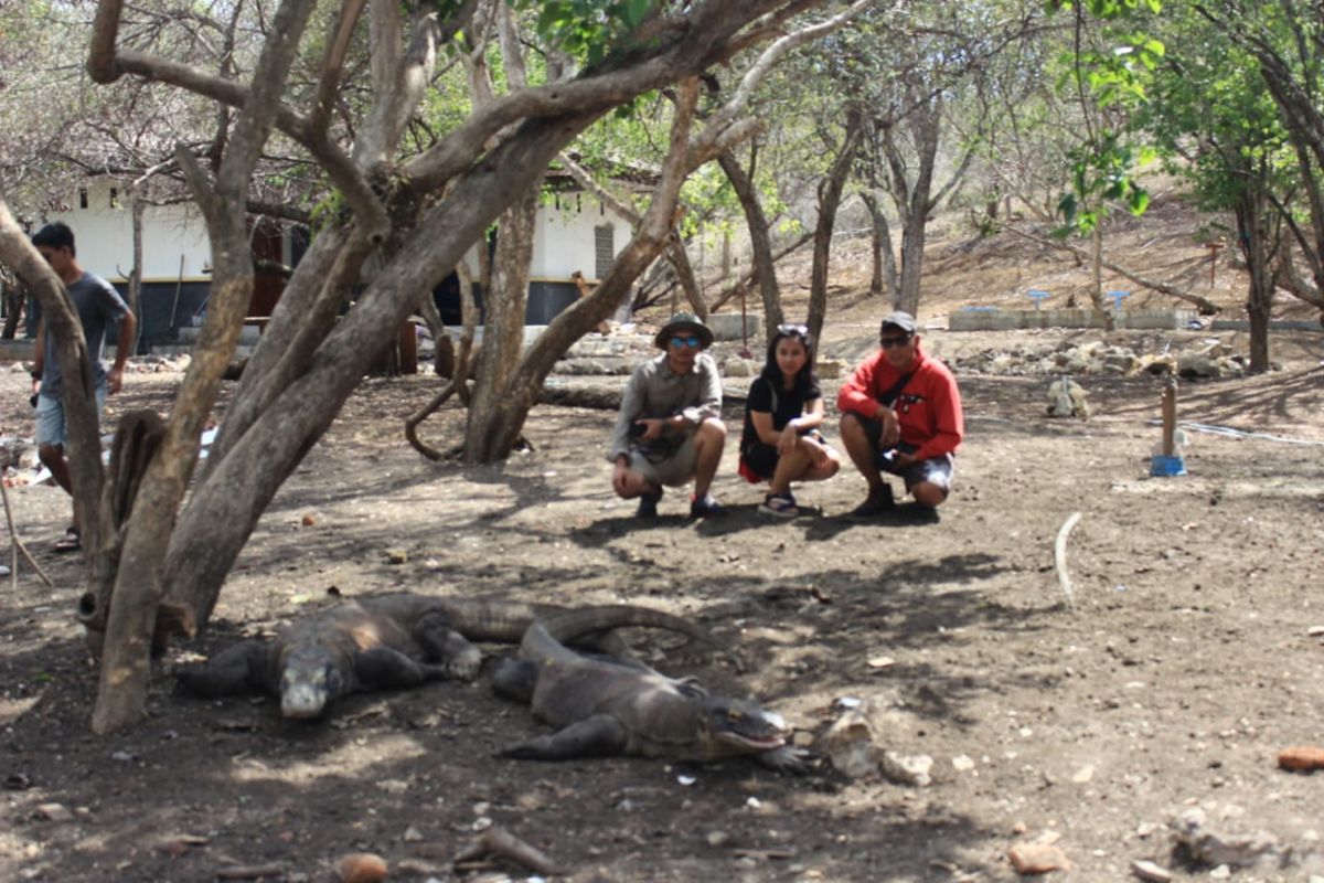 Pemenang Pegipegi Yuk! Jelajah Indonesiamu saat mengunjungi sarang komodo, di Taman Nasional Komodo, Manggarai Barat, Nusa Tenggara Timur, Jumat (30/11/2018).