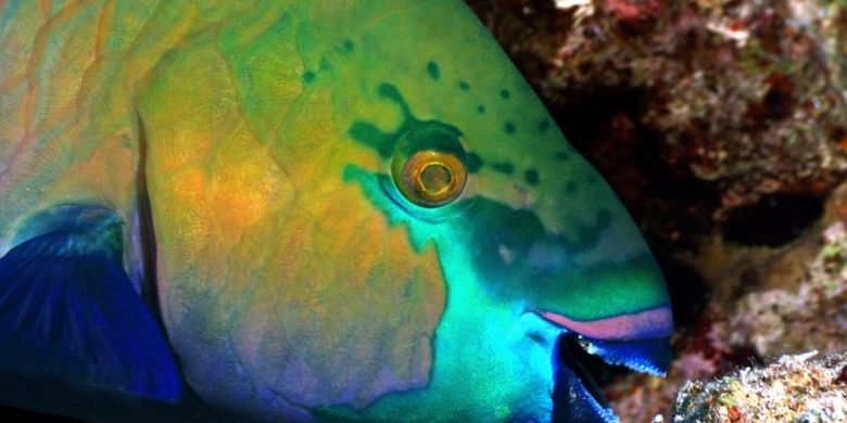 Parrotfish atau ikan kakatua, pemakan alga di terumbu karang. Dalam satu tahun, seekor parrotfish dewasa dapat menghasilkan 362 kilogram pasir.