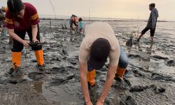 Hijaukan Pesisir, KAI Logistik Tanam 2.000 Mangrove di Probolinggo