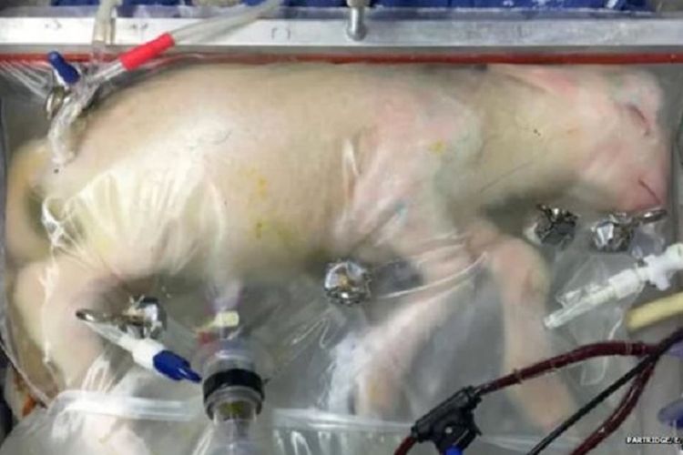 Embrio domba dalam rahim buatan berbahan plastik.
