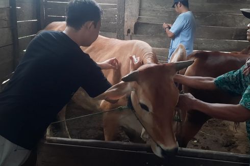 Jelang Idul Adha, Vaksinasi PMK di Jateng Capai 62 Persen