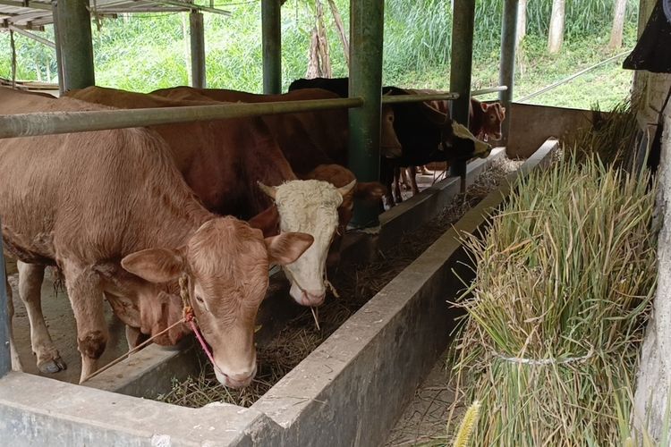 Cerita Peternak di Bandung Kewalahan Penuhi Permintaan Sapi Kurban Jelang Idul Adha