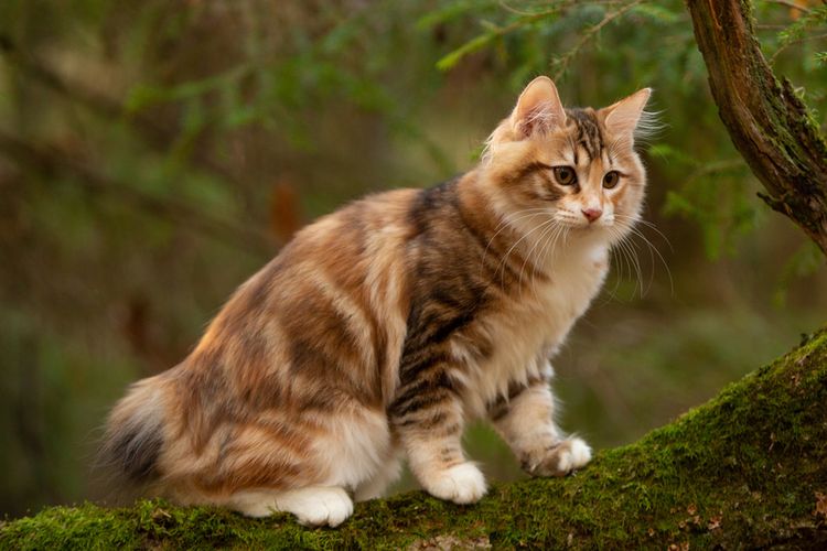 Ilustrasi ras kucing Kurilian Bobtail. 