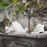 Muncul Polemik Pemberian Makan Kucing Liar, Pemerintah Akan Petakan Titik 