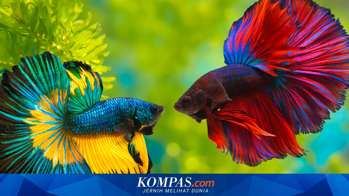 Waspada! Ini Tanda-tanda Ikan Cupang Mau Mati