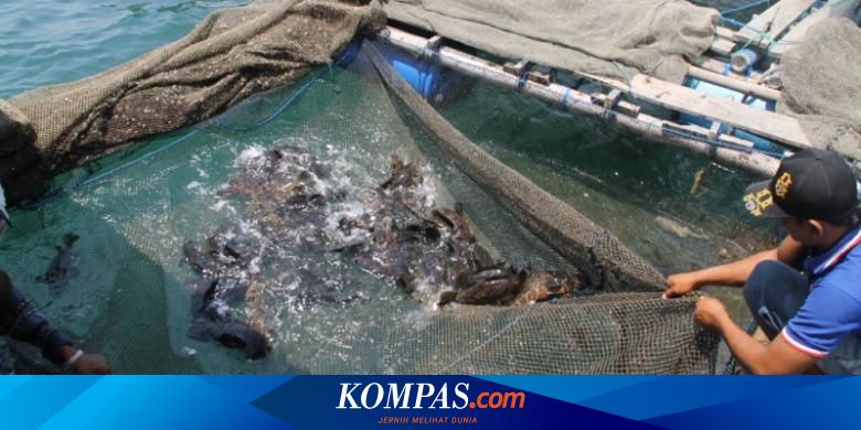 Kerapu Cantik Si Pencetak Rupiah Untuk Warga Situbondo Halaman