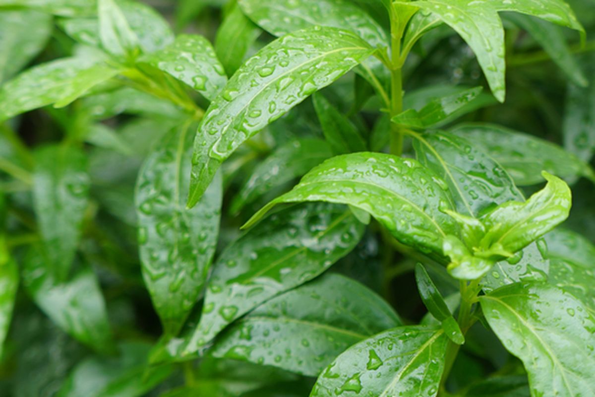 Ilustrasi tanaman sambiloto. 