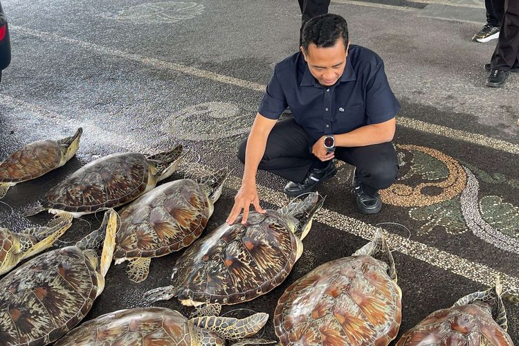 21 Penyu Hijau Diselundupkan dari Perairan Madura ke Bali, 1 Pelaku Ditangkap dan 2 Buron
