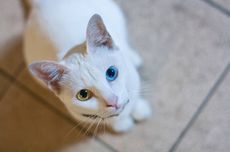 Gerindra Dukung Kepala Daerah Dipilih DPRD, Alasannya Lebih Efisien