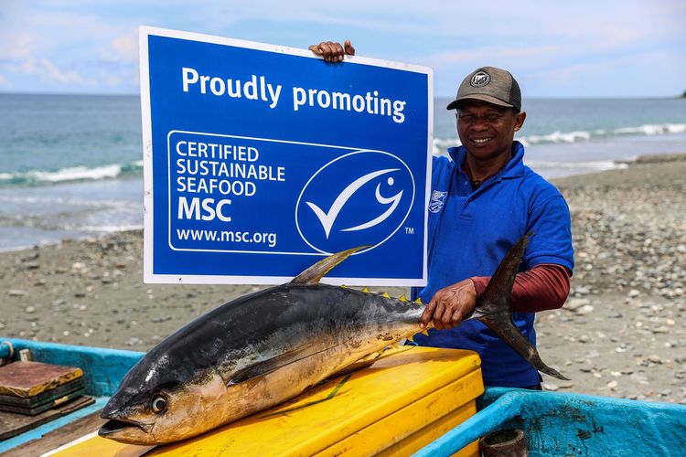 Ikan tuna sirip kuning (yellowfin tuna) hasil tangkapan Umar Papalia, 42 tahun diatas perahu di Desa Waepure, Kecamatan Air buaya, Kabupaten Buru, Provinsi Maluku, Minggu (31/11/2021). Sebanyak 123 nelayan kecil penangkap ikan tuna sirip kuning (yellowfin tuna) di Pulau Buru, Maluku, berhasil meraih sertifikat ecolabelling Marine Stewardship Council (MSC) pada tahun 2020. Sertifikasi MSC ini merupakan yang pertama di dunia untuk nelayan dengan alat tangkap pancing ulur ikan tuna sirip kuning.