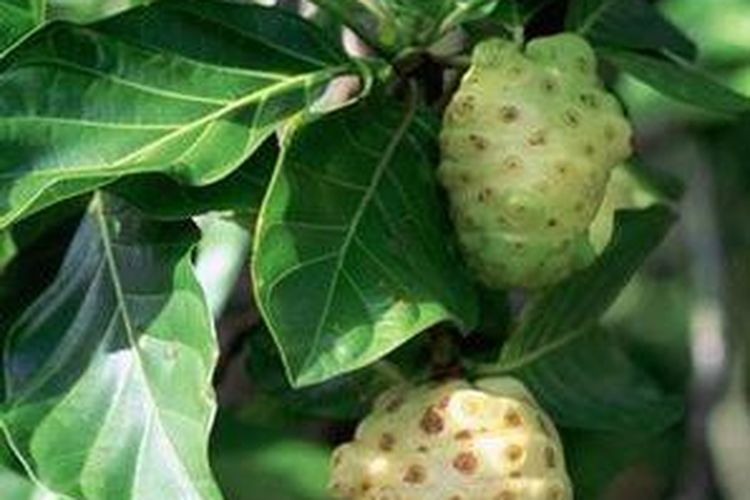 manfaat mengkudu diabetes insípida