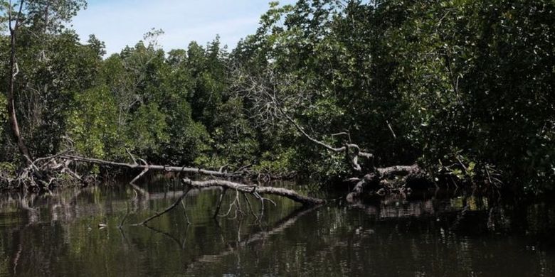 Di hutan bakau yang sunyi, para perempuan dengan bebas mencurahkan hati satu sama lain ditemani suara kicauan burung.