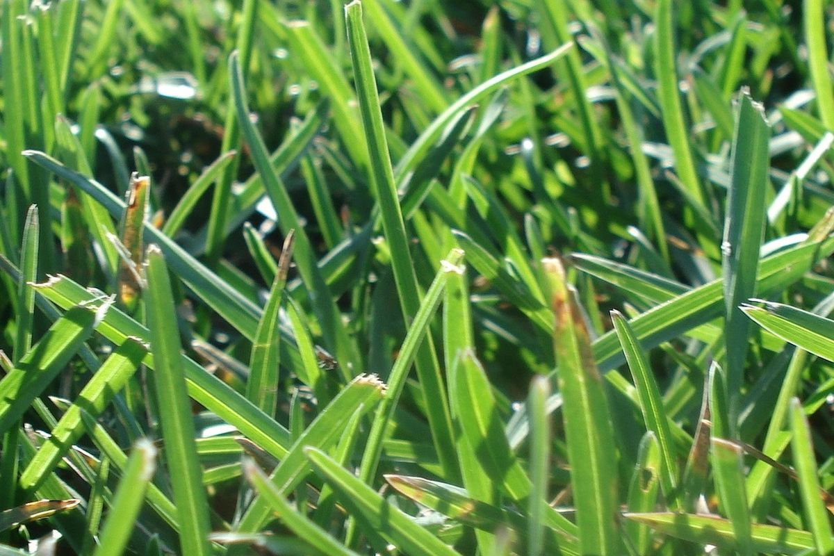 Ilustrasi rumput.