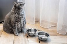 6 Cara Mencegah Kucing Peliharaan Mengalami Obesitas