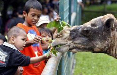 Wahana Baru "Children Zoo" di Kebun Binatang Ragunan