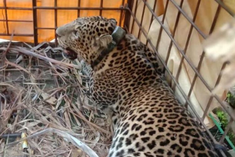 Javan Leopard caught in a trap in Ciamis, West Java 25/6/2020