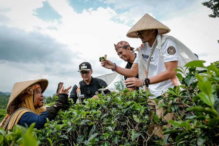 Menparekraf Sandiaga Uno menjajal memetik daun teh bersama warga yang merupakan salah satu daya tarik wisata di Desa Wisata Taraju, Tasikmalaya, Jawa Barat, Kamis (6/4/2023).