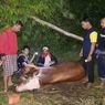 Sapi Senilai Rp 27 Juta Milik Warga Probolinggo yang Dicuri Ditemukan di Lumajang
