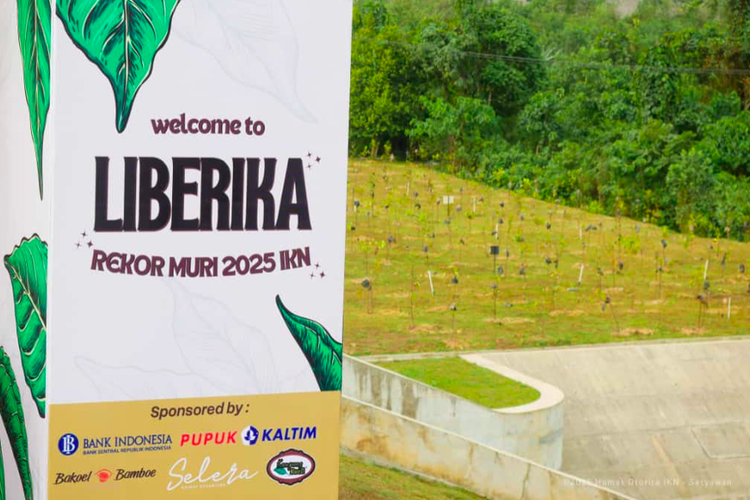 Gerakan penanaman pohon kopi Liberika di DAS Sanggai Sepaku, memecahkan rekor MURI 2025