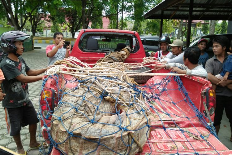 Buaya sinyulong yang dievakuasi BKSDA Kalteng SKW II Pangkalan Bun, Rabu (10/1/2018) ini jadi tontonan warga