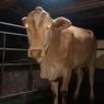 Warga Bantul Curi Sapi Tetangga Sendiri, Langsung Dijual ke Pemotongan Ternak
