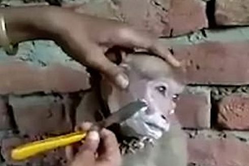 Viral Video Monyet di India Duduk Manis Saat Dicukur