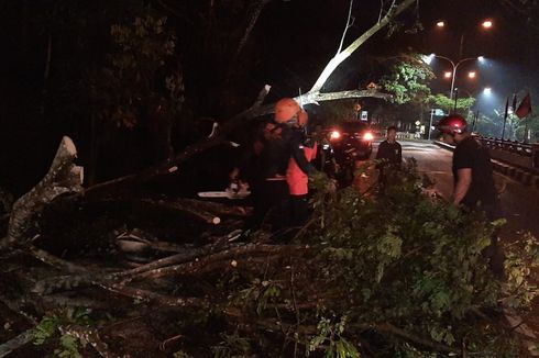 Tertimpa Pohon Tumbang yang Disenggol Mobil Boks di JLS Salatiga, Pengendara Motor Terluka