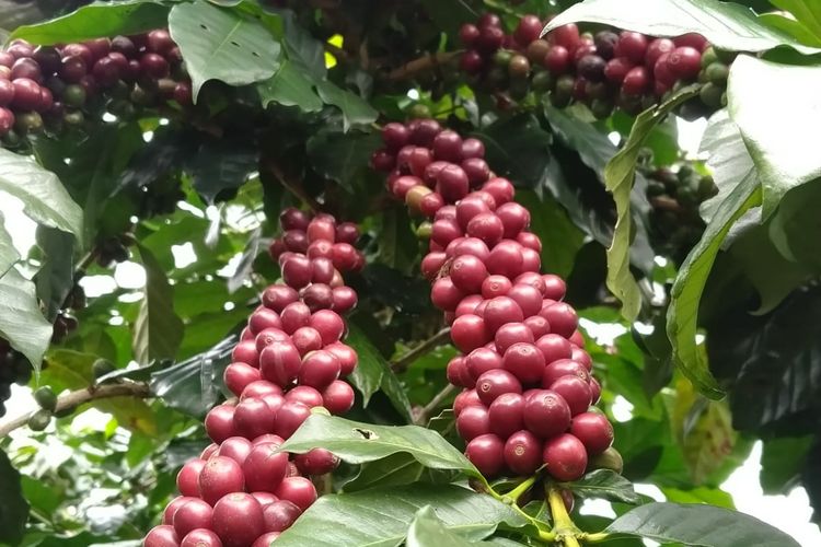 Tanaman kopi Merapi Merbabu Coffee