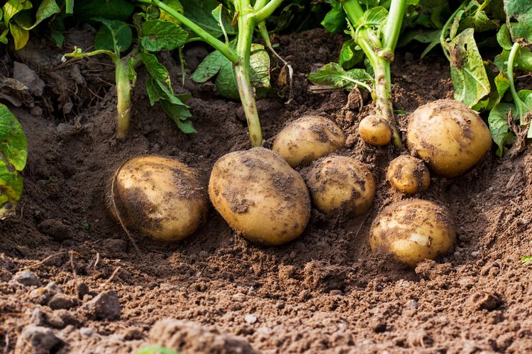 Ilustrasi kentang, menanam kentang. 
