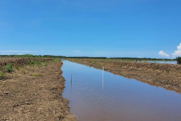 Untuk tahap awal, Kemenpan akan mengerjakan food estate tanaman padi seluas 32.000 hektar. 