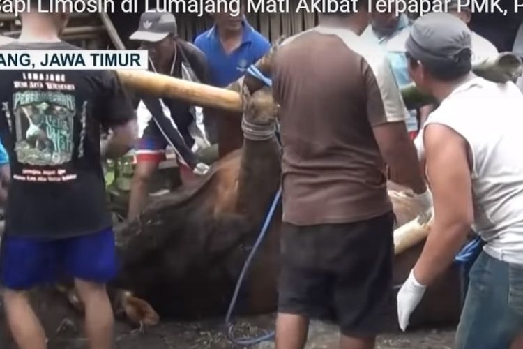 Warga bergotong-royong hendak menguburkan sapi limosin yang diduga mati akiibat penyakit mulut dan kuku (PMK) di Kabupaten Lumajang, Jawa Timur, Sabtu (14/5/2022).