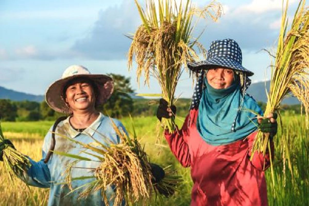 Dua petani padi perempuan sedang menunjukkan hasil panen sawahnya. 