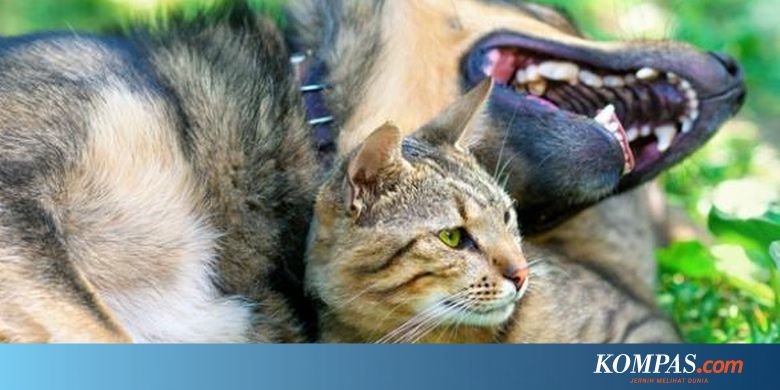Taiwan Kini Resmi Larang Warganya Santap Daging Anjing Dan Kucing