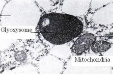 Fungsi Gliokisom pada Tumbuhan
