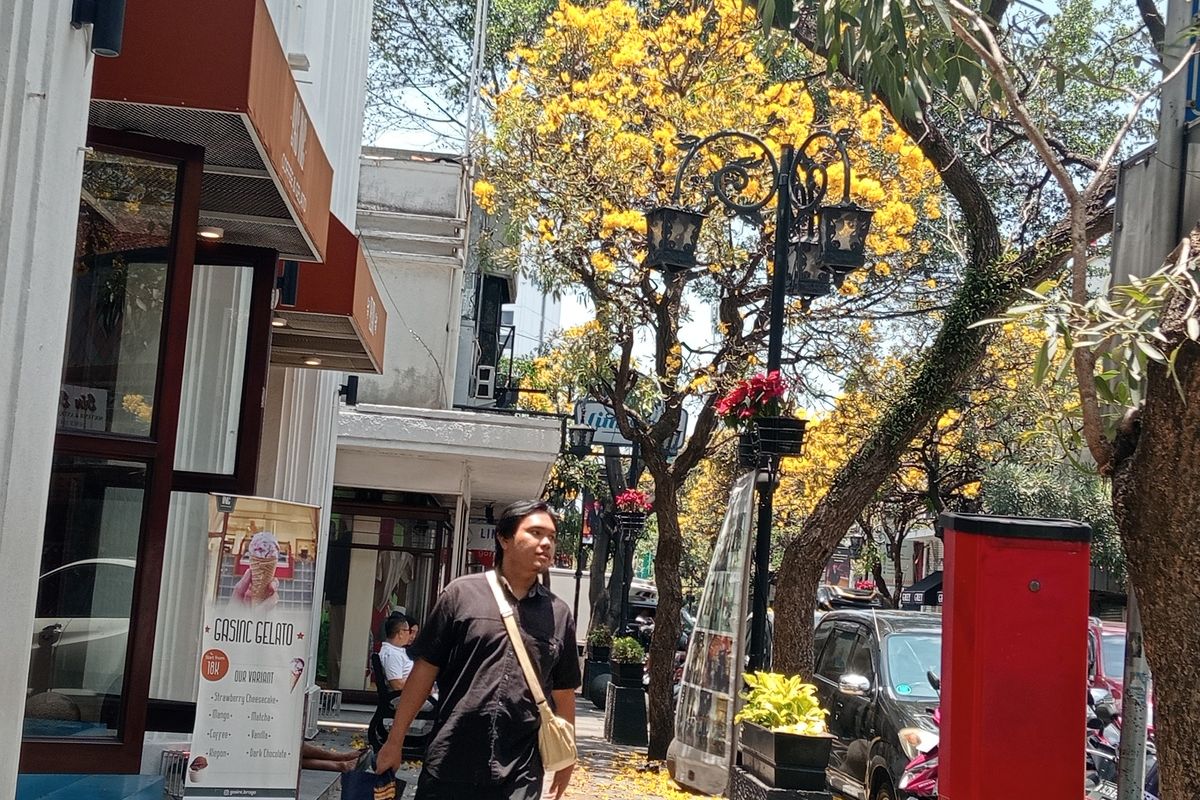 Seorang pengunjung sedang berjalan di Jalan Braga, Kota Bandung, Jawa Barat di tengah bermekarannya bunga pohon tabebuya kuning, Senin (7/10/2024).