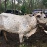 Guru Besar UGM Pastikan Lumpy Skin Disease di Sapi Tak Tulari Manusia, Dagingnya Tak Layak Konsumsi
