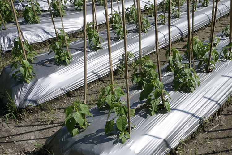 Ilustrasi pemasangan mulsa plastik untuk tanaman cabai. 