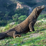 Kisah Mengapa Banyak Komodo di Labuan Bajo