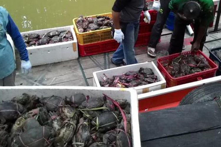 Ribuan kepiting bertelur yang akan dilepasliarkan di hutan bakau di Mangrove Center, Balikpapan.