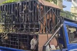 Polisi Ungkap Detik-detik Bocah 9 Tahun di Jasinga Bogor Tewas Digigit Anjing Pemburu