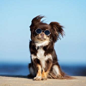 Ilustrasi anjing memakai kacamata.