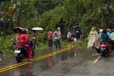 Pohon Tumbang Tutup Badan Jalan di Ambon, Antrean Kendaraan Mengular