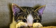 Cara Tahu Sifat Kucing, Pakar IPB Sebut 5 Fisik Ini
